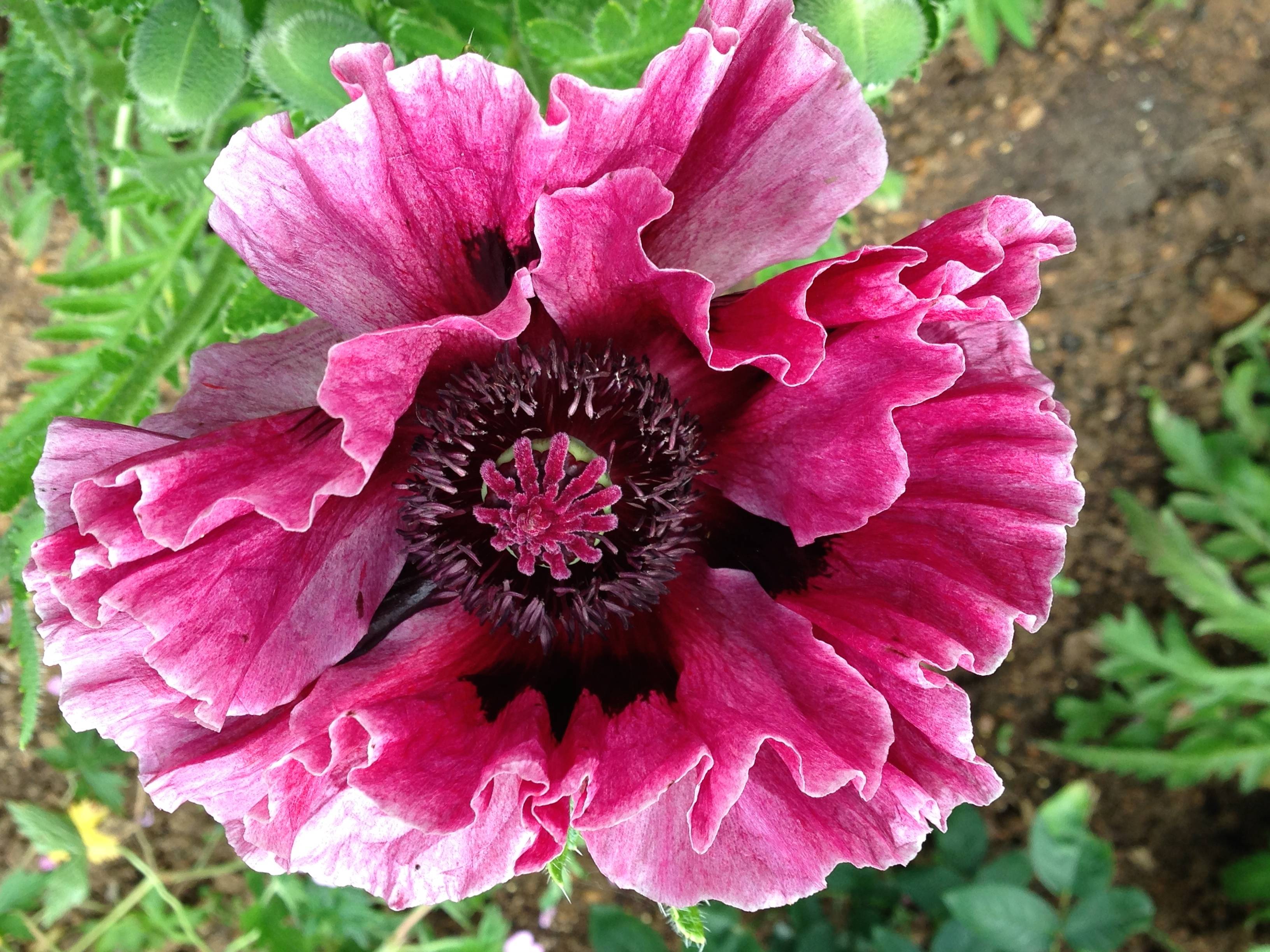 Promesse de Fleurs - Pavot d'Orient Manhattan - Papaver orientale Godet de 8/9 cm - Image 2