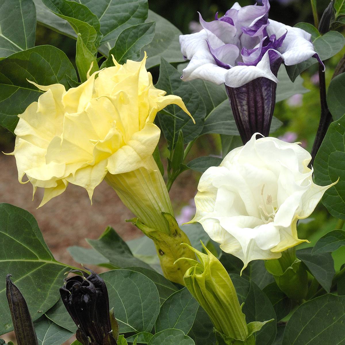 Graines de Datura metel Ballerina en mélange - Brungmansia meteloides le sachet de 8 graines environ