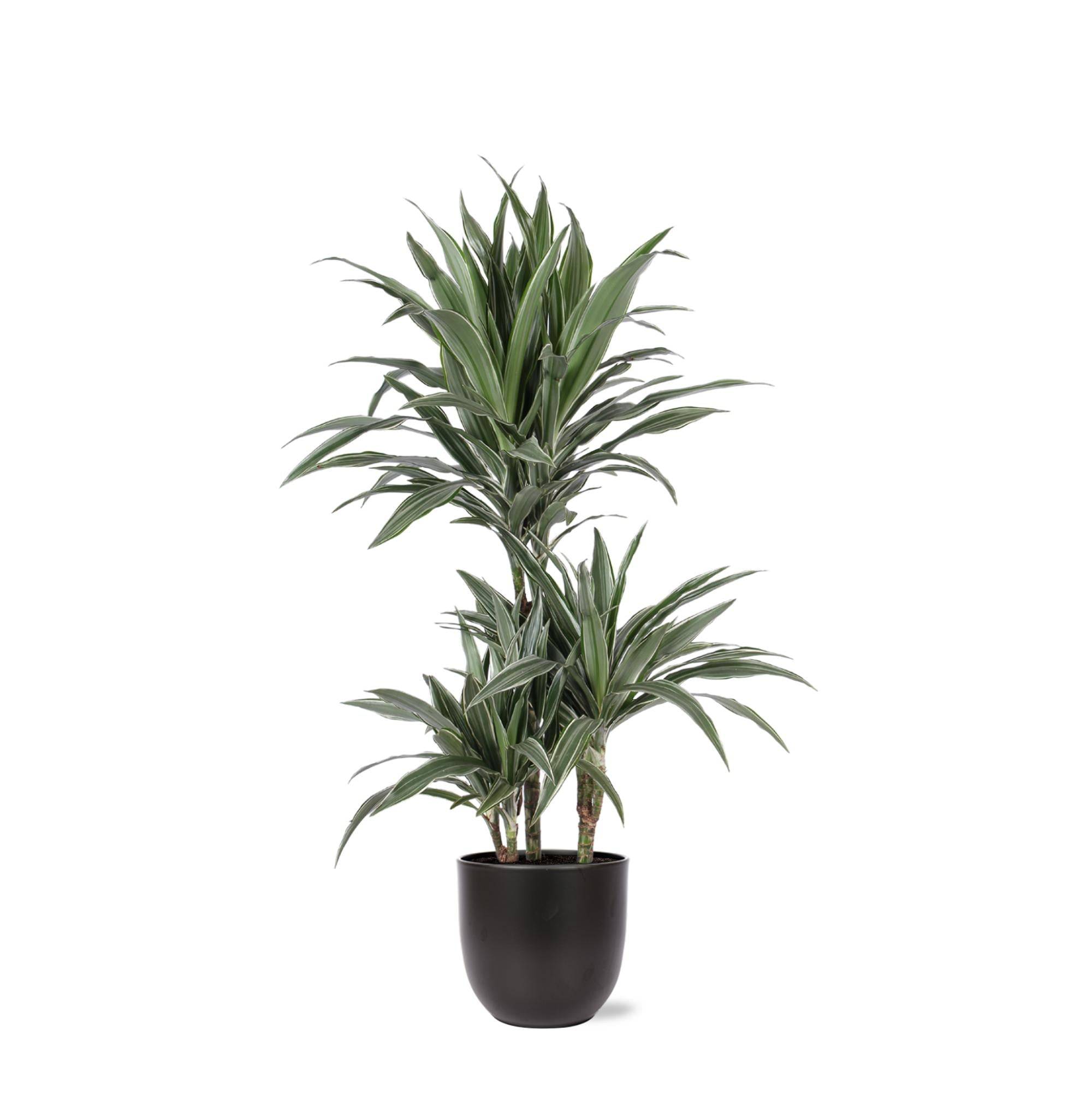 La Green Touch - Dracaena Warneckii et son pot- La Green Touch Noir - Hauteur 65cm