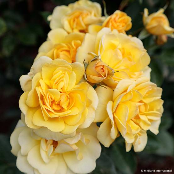 Rosier grimpant Golden Pareo Meipiyou Pot de 10 cm/11cm