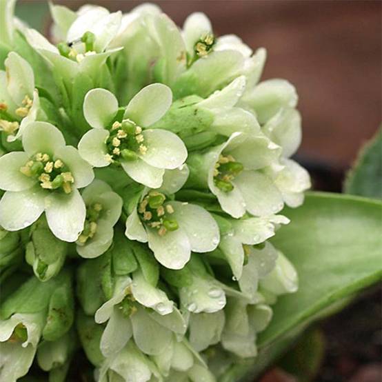Bergenia Ice Queen - Plante des savetiers Godet de 8/9 cm
