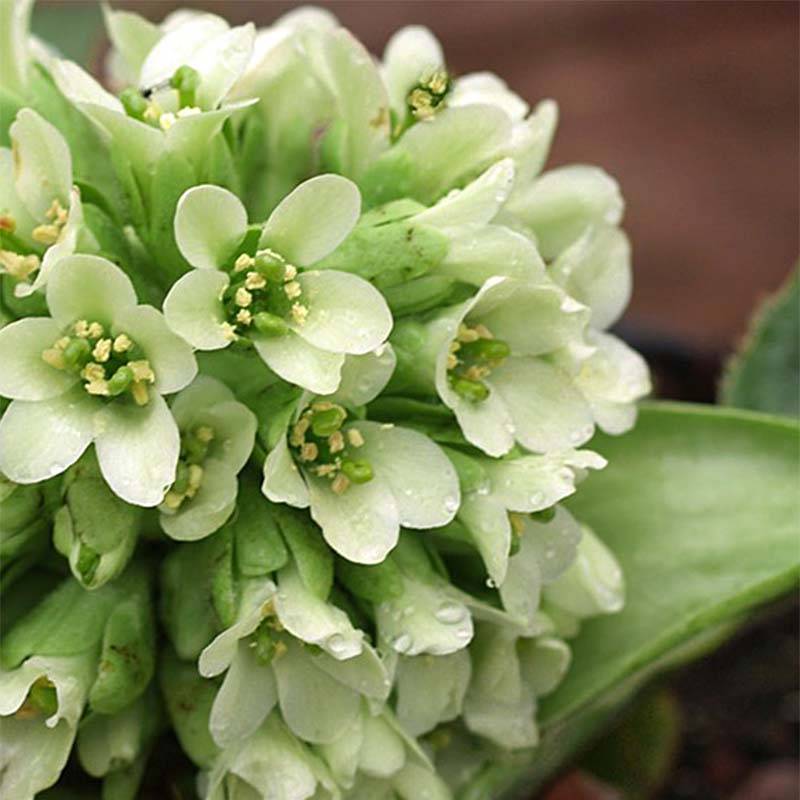 Bergenia Ice Queen - Plante des savetiers Godet de 8/9 cm