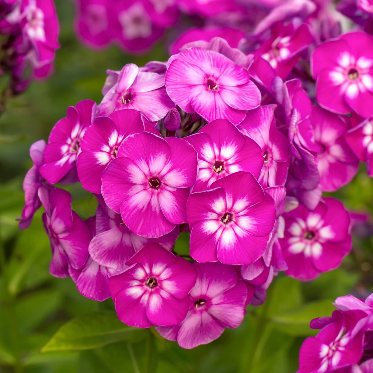 Promesse de Fleurs - Phlox paniculata Modern Art Pot de 2L/3L