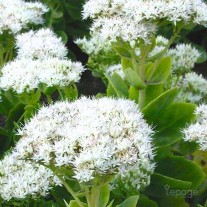 3 Orpins Remarquable 'Iceberg' (Sedum Spectabile) - Lot de 3 vivaces - Pépinières Naudet - Image 1