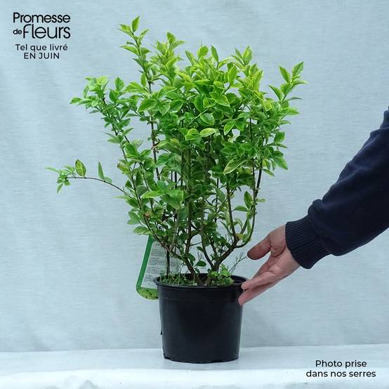 Promesse de Fleurs - Troène doré - Ligustrum ovalifolium Aureum Pot de 2L/3L - Image 2