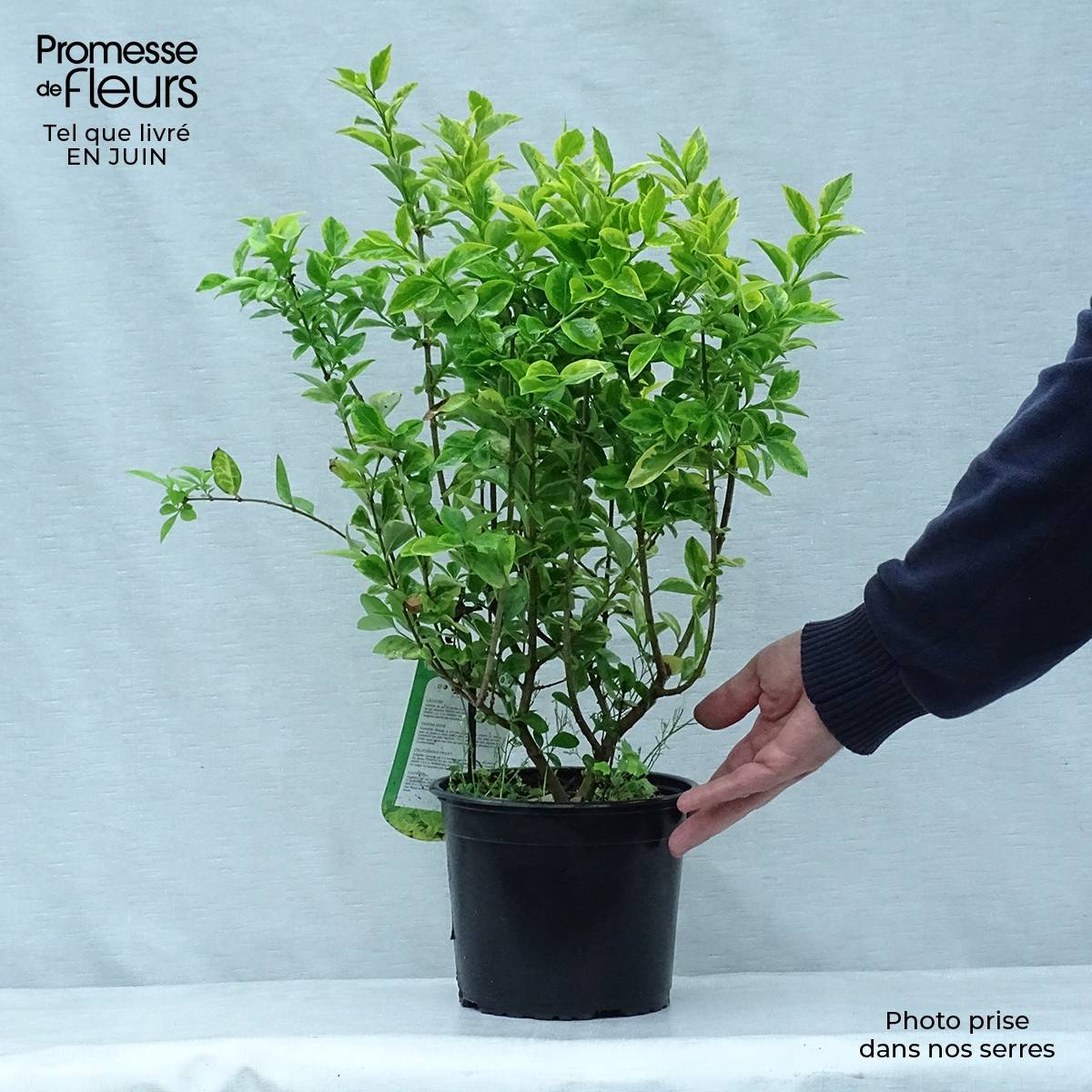 Promesse de Fleurs - Troène doré  - Ligustrum ovalifolium Aureum Pot de 2L/3L - Image 2