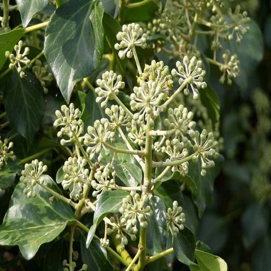 Lierre d'Irlande - Hedera hibernica Pot de 2L/3L