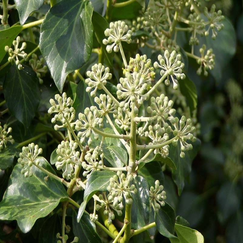 Lierre d'Irlande - Hedera hibernica Pot de 2L/3L