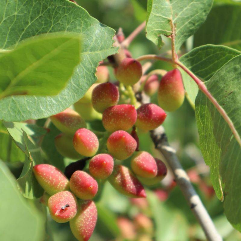 Pistachier térébinthe (Pistacia terebinthus) - Godet - Taille 15/30cm - Pépinières Naudet - Image 1