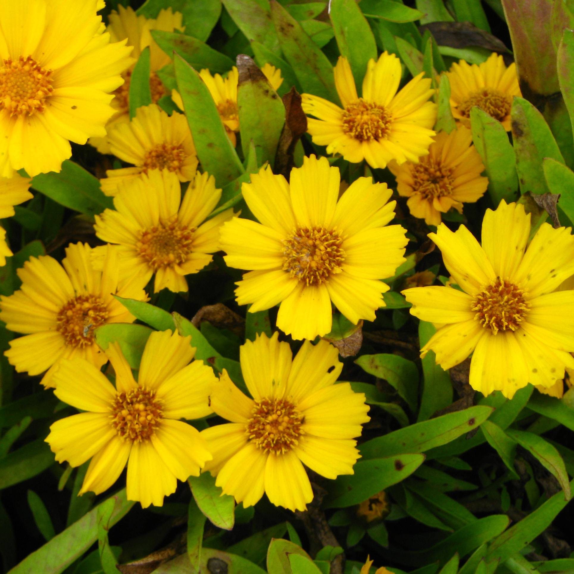 Promesse de Fleurs - Coreopsis lanceolata Goldfink - Coréopsis à feuilles lancéolées Godet de 8/9 cm