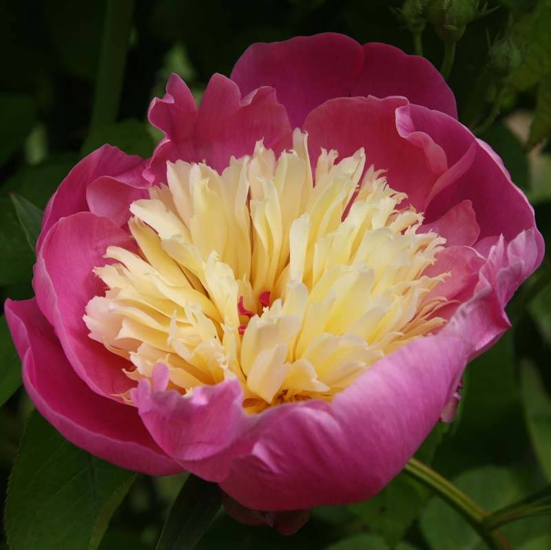 Promesse de Fleurs - Pivoine lactiflora Bowl of Beauty Souche 3/5 yeux - Image 1