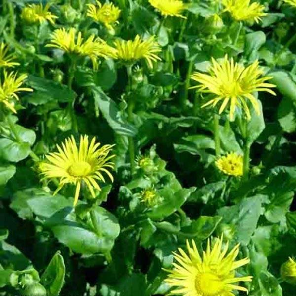 Promesse de Fleurs - Doronicum orientale Magnificum - Doronic jaune Godet de 8/9 cm