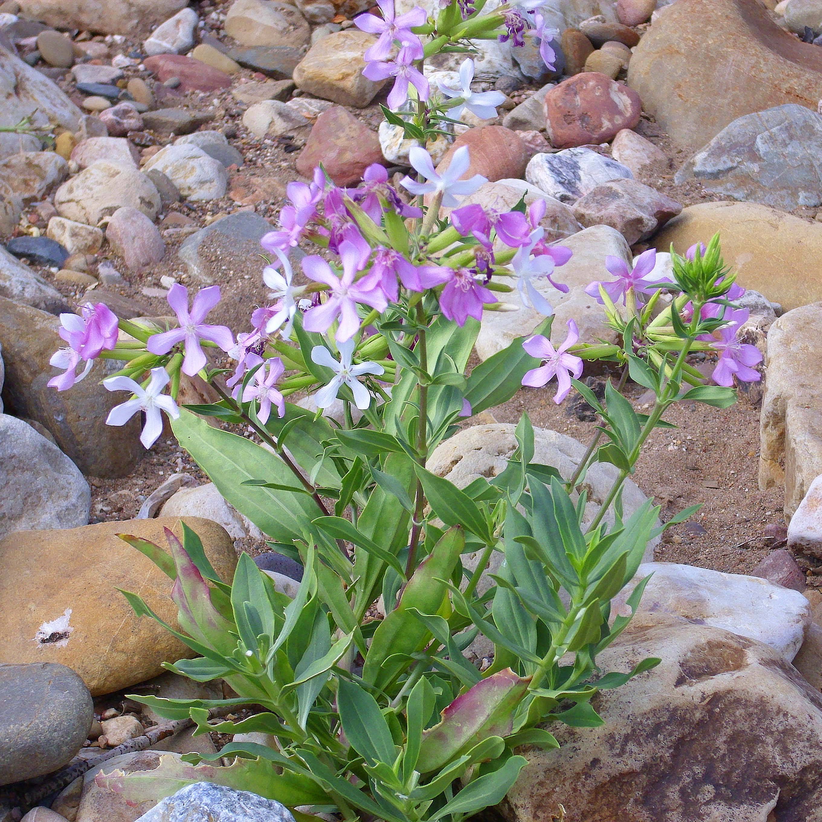 Saponaria officinalis - Saponaire officinale Godet de 7/8 cm