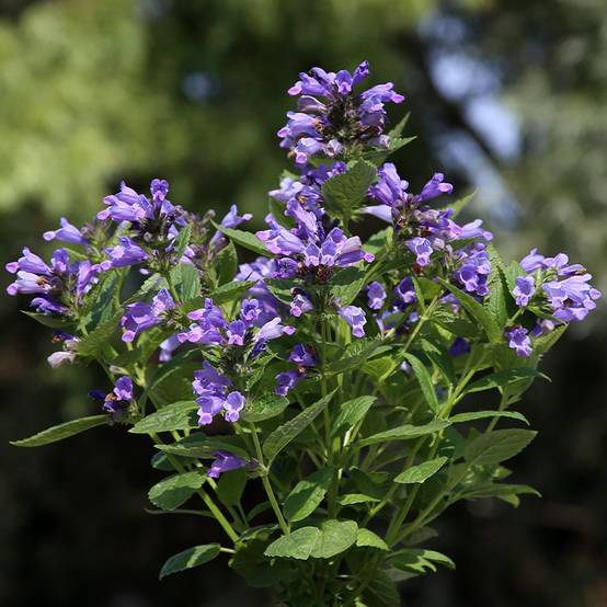 Promesse de Fleurs - Graines de Nepeta subsessilis Dark Blue Panther - Chataire subsessile le sachet de 30 graines environ (0,03g)