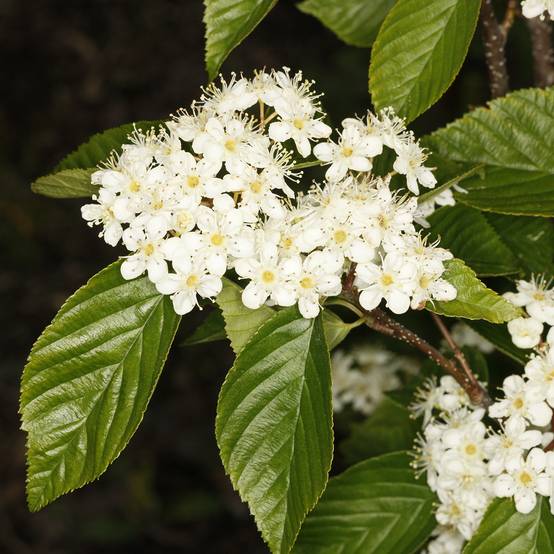 Alisier du Japon Red Bird - Sorbus alnifolia Pot de 4L/5L