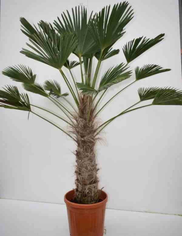 Sans Marque - Trachycarpus wagnerianus SPECIMEN GRANDE TAILLE (Palmier de chusan) Couleur floraison:jaune - Taille:Tronc de 100/120cm- Total 180/220cm - Image 3