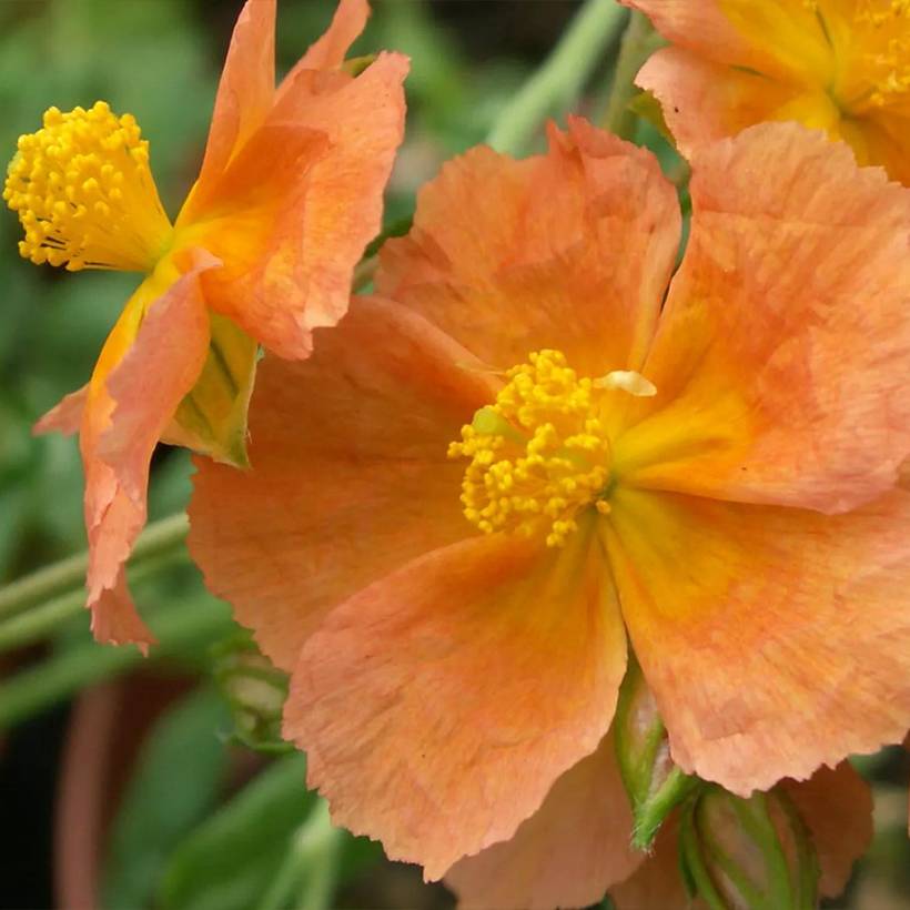 Promesse de Fleurs - Hélianthème, Helianthemum Honeymoon Godet de 8/9 cm