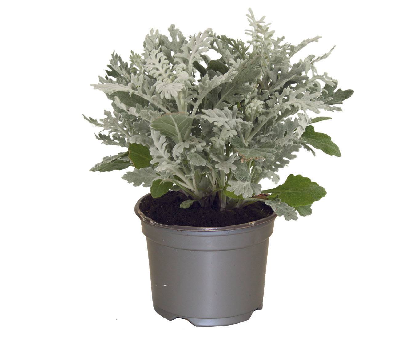 Fleuron D'Anjou - Cinéraire maritime pot 10,5 cm - Image 1