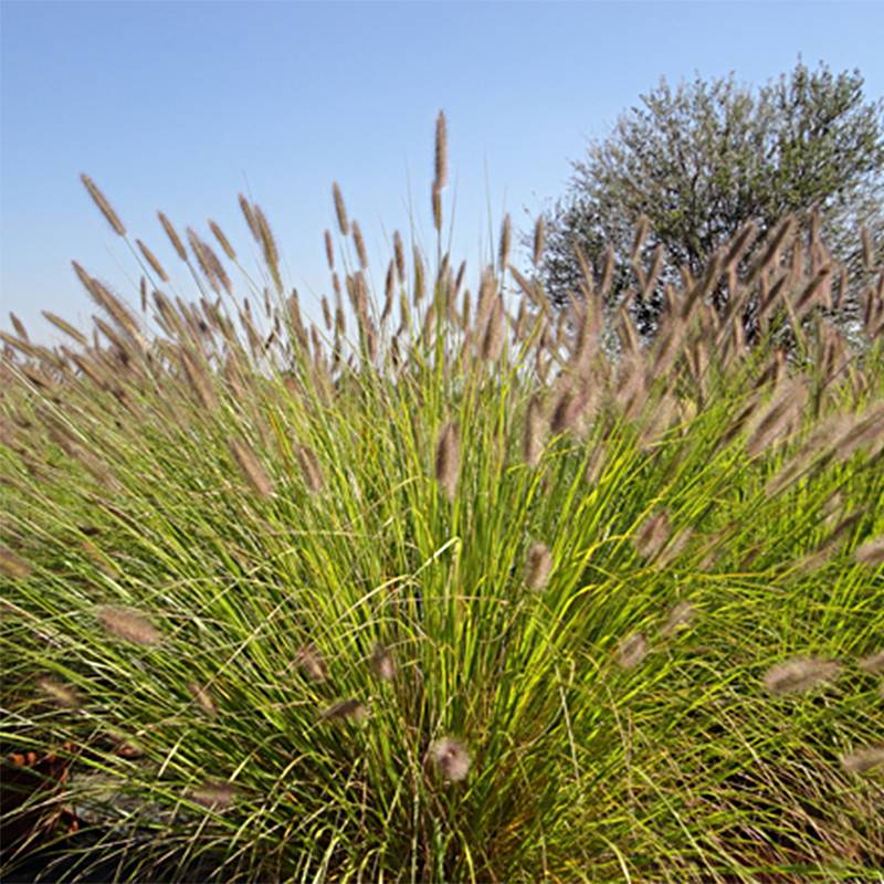 Pennisetum alopecuroides Magic - Herbe aux écouvillons Godet de 8/9 cm