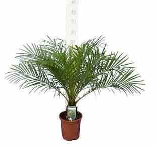 0 - Phoenix roebelenii (Dattier du Laos, palmier dattier nain) 40 litres - tronc 100/120cm - Image 3