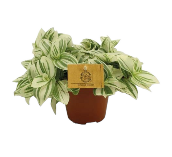 Misère Tradescantia Brightness 20cm - Plante d'intérieur- La Green Touch - Image 1