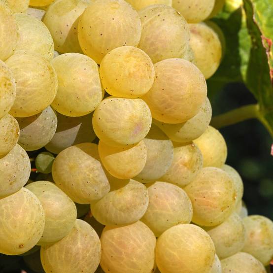Vigne Moscato Monregalese - Vitis vinifera Pot de 1,5L/2L
