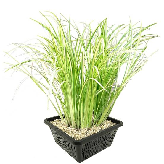 0 - Acore Odorant Plante Bassin - Rustique - Biologique - Pépinière - 9 Pièces - Image 1