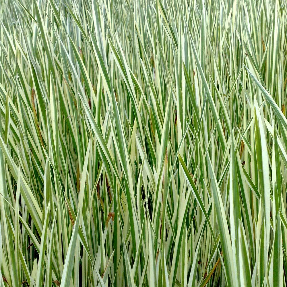 0 - Acore Odorant Plante Bassin - Rustique - Biologique - Pépinière - 9 Pièces - Image 2