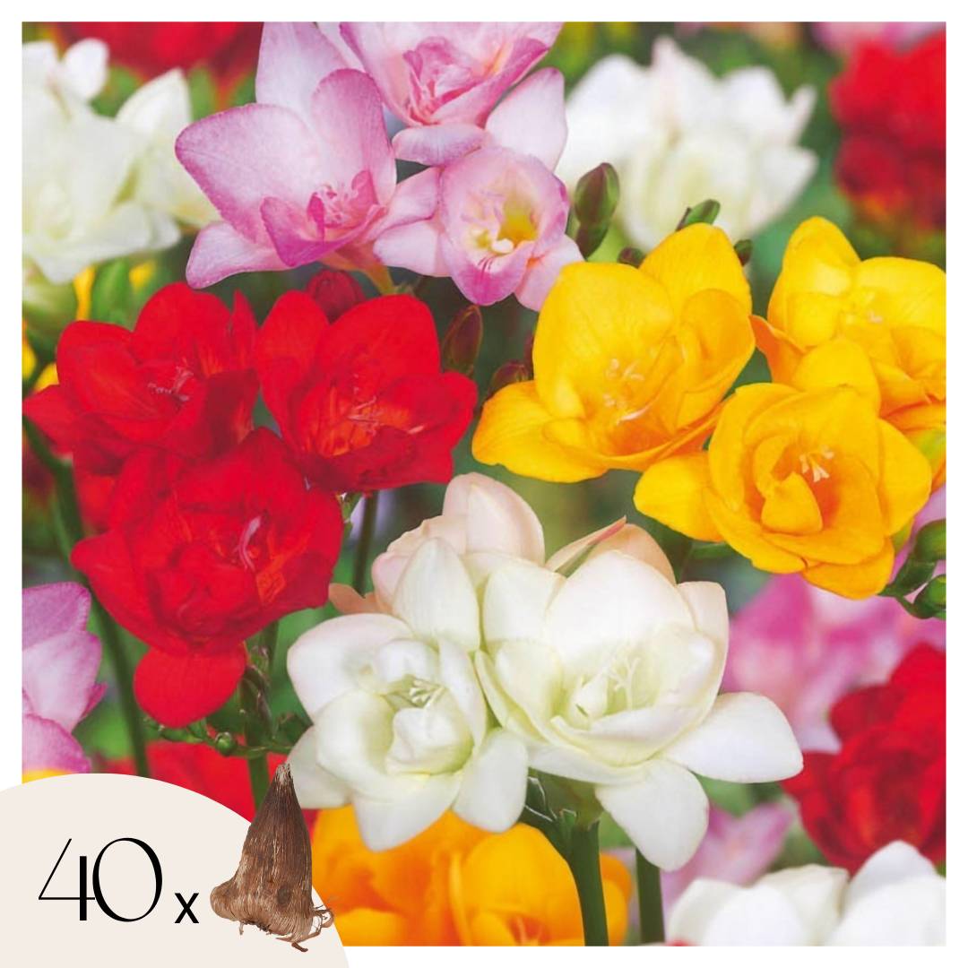 Plant In A Box - Freesia parfumée - Set de 40 - Freesia Mix - Bulbes à fleurs