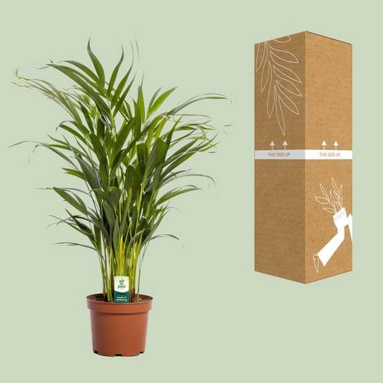 Dypsis Lutescens - D17 H65cm - Image 3