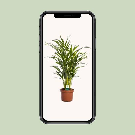 Dypsis Lutescens - D17 H65cm - Image 4