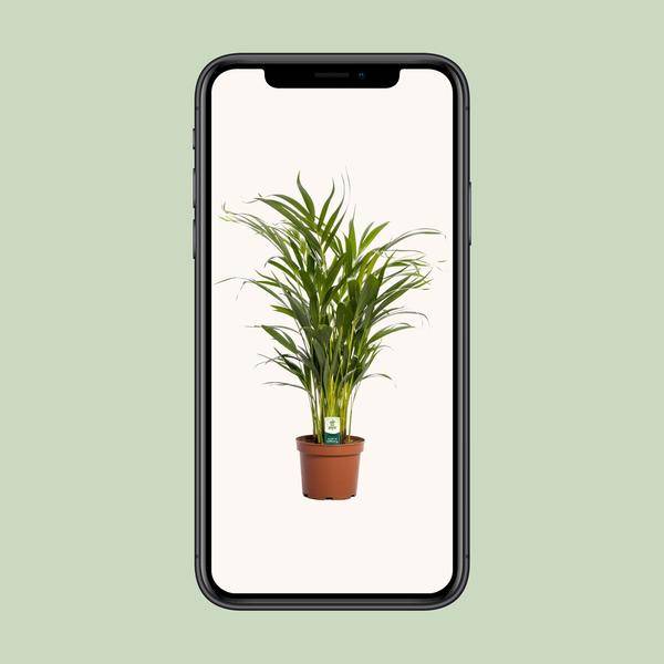 Dypsis Lutescens - D17 H65cm - Image 4
