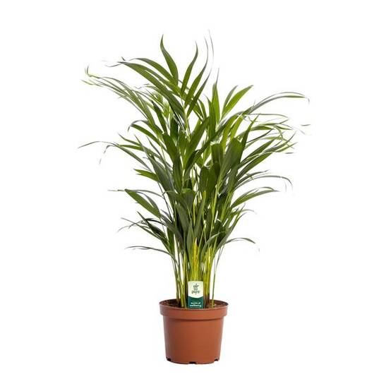 Dypsis Lutescens - D17 H65cm - Image 1