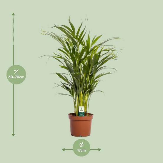 Dypsis Lutescens - D17 H65cm - Image 2