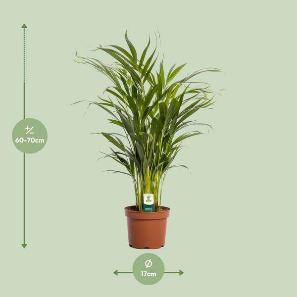 Dypsis Lutescens - D17 H65cm - Image 2