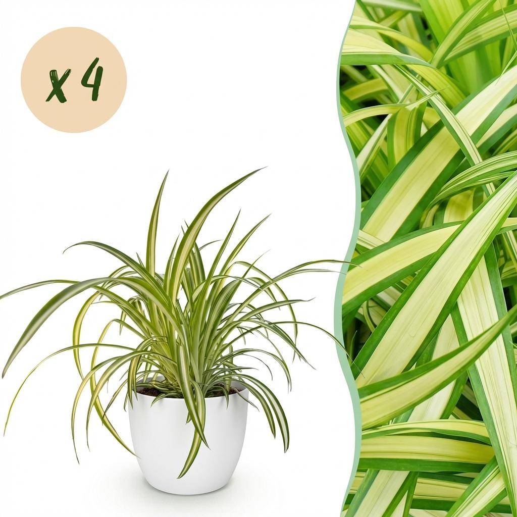 Chlorophytum comosum Variegatum - Pet-friendly - Plante araignée - Pot de 12cm - Hauteur 20-30cm - 4 plantes - Blanc - Plantes d'intérieur - Image 1