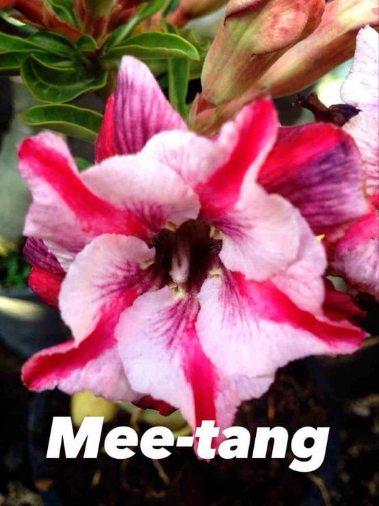 Sans Marque - Adenium obesum cv Mee-tang Caudex d'environ 300g 20/25cm - Image 1