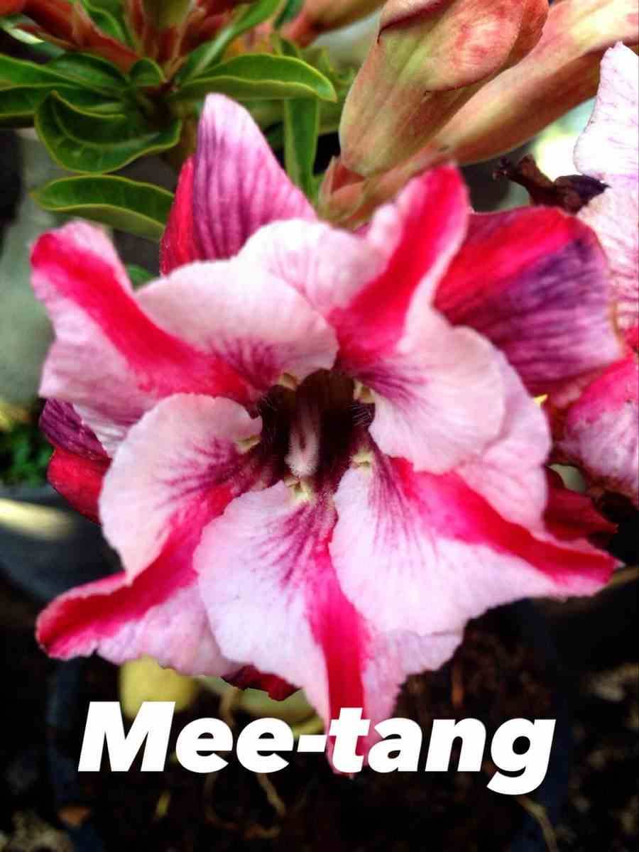 Sans Marque - Adenium obesum cv Mee-tang Caudex d'environ 300g 20/25cm - Image 1