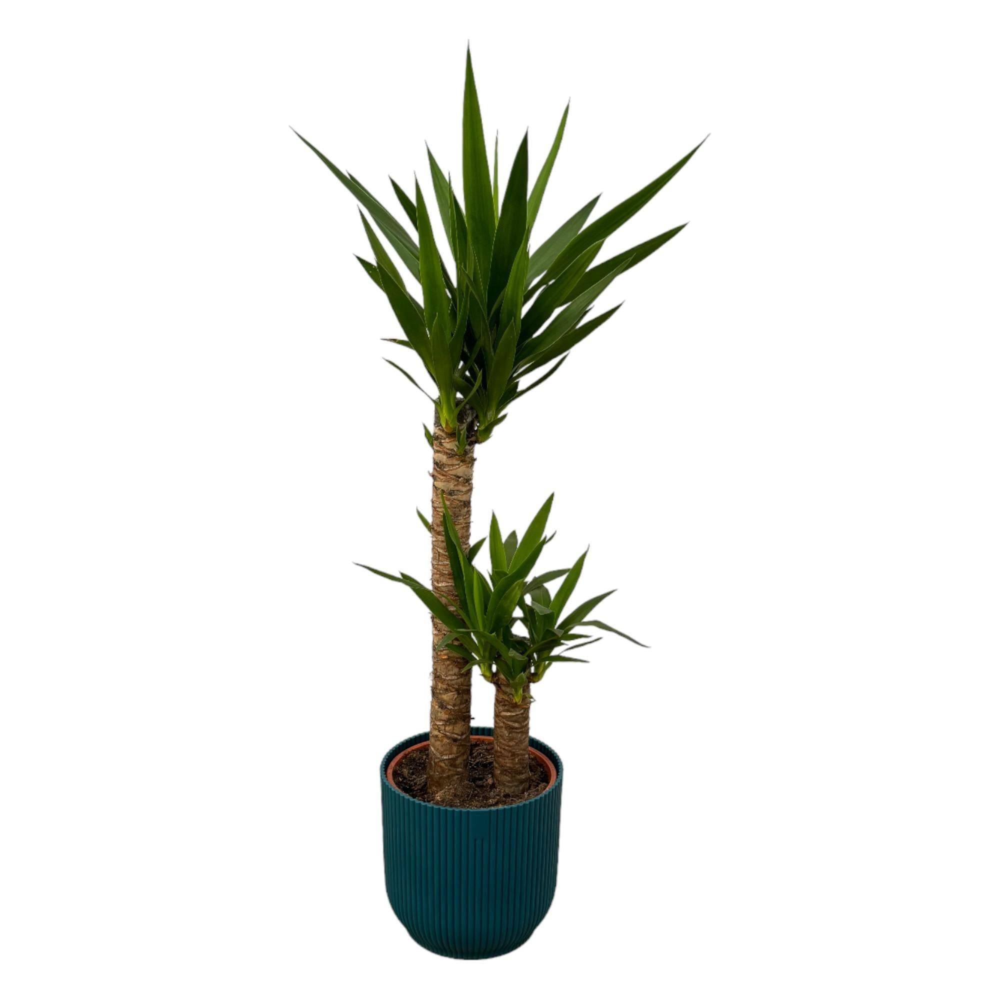 Yucca et son pot- La Green Touch Bleu - Hauteur 100cm
