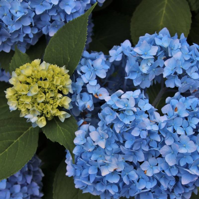 Hortensia Bodensee, Hydrangea macrophylla à fleurs Bleue - feuillage Caduc - Godet - 5/20 cm- hauteur à maturité De 1,00 m à 1,50 m - Image 1