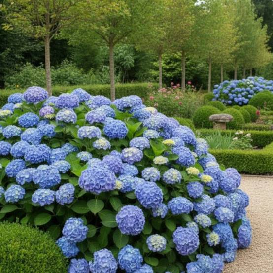 Hortensia Bodensee, Hydrangea macrophylla à fleurs Bleue - feuillage Caduc - Godet - 5/20 cm- hauteur à maturité De 1,00 m à 1,50 m - Image 3