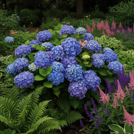 Hortensia Bodensee, Hydrangea macrophylla à fleurs Bleue - feuillage Caduc - Godet - 5/20 cm- hauteur à maturité De 1,00 m à 1,50 m - Image 2