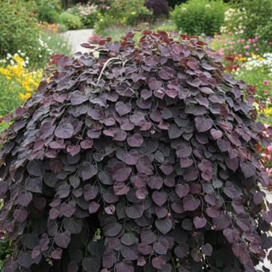 Cercis du Canada Ruby Falls®, Arbre de Judée, Gainier du Canada à fleurs Rose - feuillage Caduc - Pot de 15L - Baliveau- hauteur à maturité De 3,00 m - Image 2