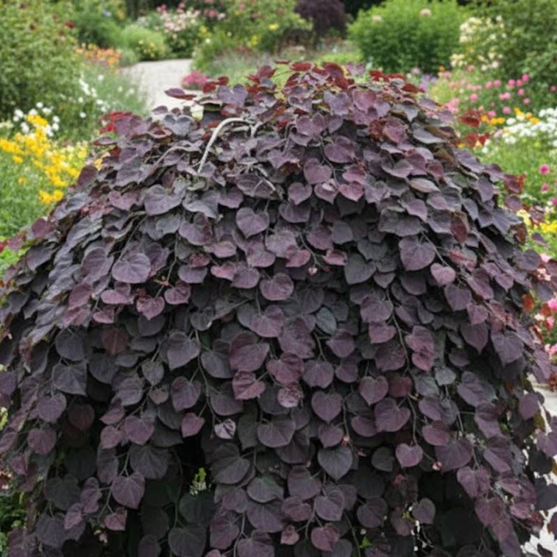 Cercis du Canada Ruby Falls®, Arbre de Judée, Gainier du Canada à fleurs Rose - feuillage Caduc - Pot de 15L - Baliveau-  hauteur à maturité De 3,00 m - Image 2