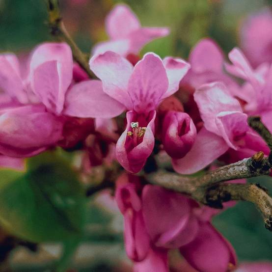 Cercis du Canada Ruby Falls®, Arbre de Judée, Gainier du Canada à fleurs Rose - feuillage Caduc - Pot de 15L - Baliveau- hauteur à maturité De 3,00 m - Image 5