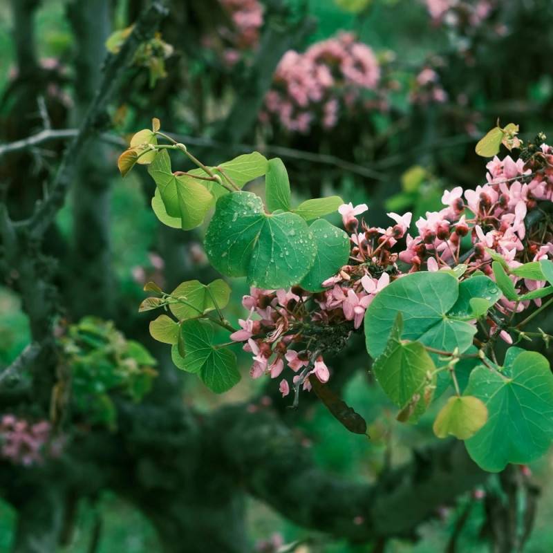 Cercis du Canada Ruby Falls®, Arbre de Judée, Gainier du Canada à fleurs Rose - feuillage Caduc - Pot de 15L - Baliveau-  hauteur à maturité De 3,00 m - Image 7