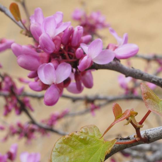 Cercis du Canada Ruby Falls®, Arbre de Judée, Gainier du Canada à fleurs Rose - feuillage Caduc - Pot de 15L - Baliveau- hauteur à maturité De 3,00 m - Image 4