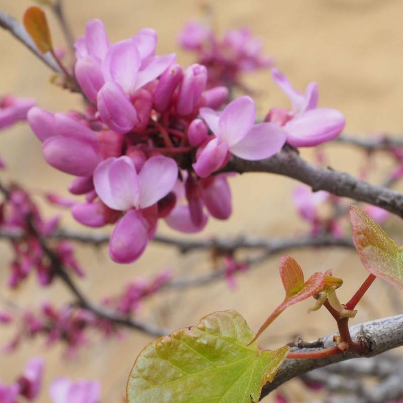 Cercis du Canada Ruby Falls®, Arbre de Judée, Gainier du Canada à fleurs Rose - feuillage Caduc - Pot de 15L - Baliveau-  hauteur à maturité De 3,00 m - Image 4