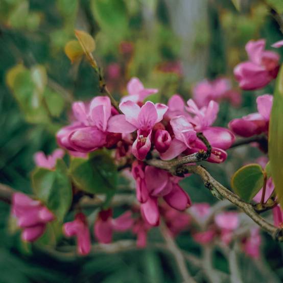 Cercis du Canada Ruby Falls®, Arbre de Judée, Gainier du Canada à fleurs Rose - feuillage Caduc - Pot de 15L - Baliveau- hauteur à maturité De 3,00 m - Image 6