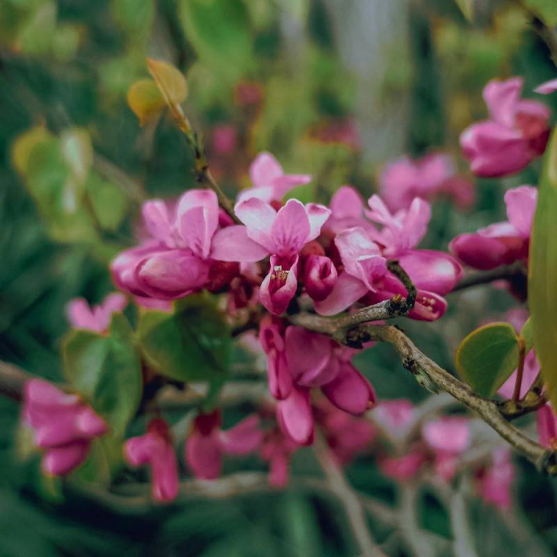 Cercis du Canada Ruby Falls®, Arbre de Judée, Gainier du Canada à fleurs Rose - feuillage Caduc - Pot de 15L - Baliveau-  hauteur à maturité De 3,00 m - Image 6